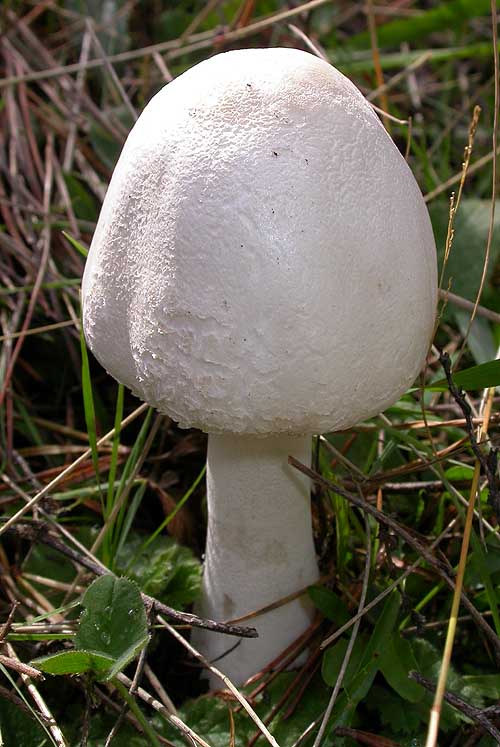 Macrolepiota sp